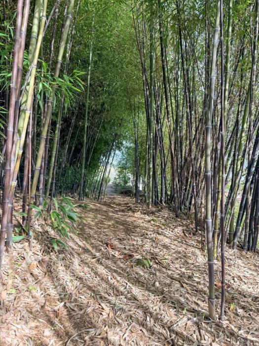bosque da fantasia
