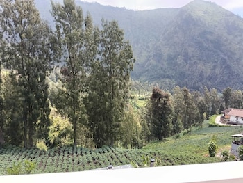 pulmo guesthouse bromo