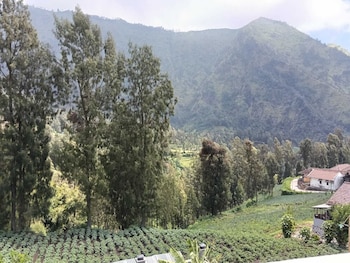 pulmo guesthouse bromo