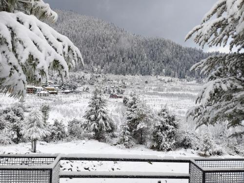 himalayan baseraa