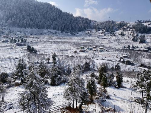 himalayan baseraa