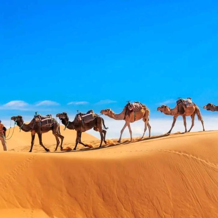 unique sahara camp
