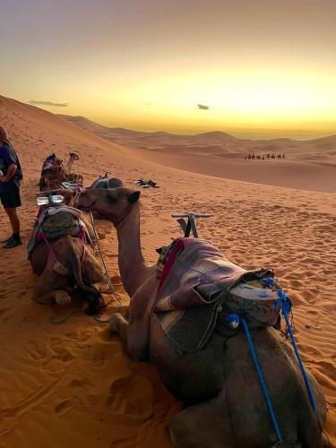 unique sahara camp