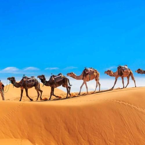 unique sahara camp