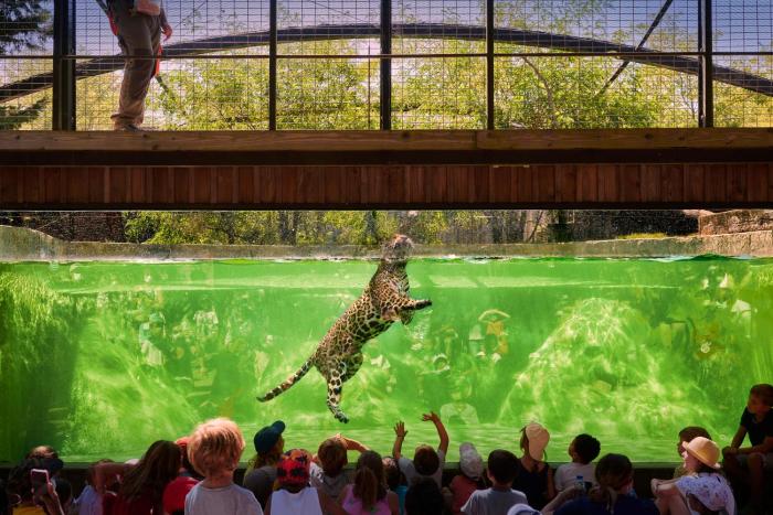 night experience by zoo bordeaux pessac