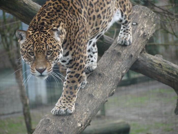 night experience by zoo bordeaux pessac