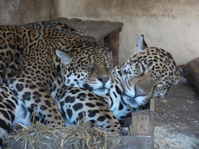 night experience by zoo bordeaux pessac