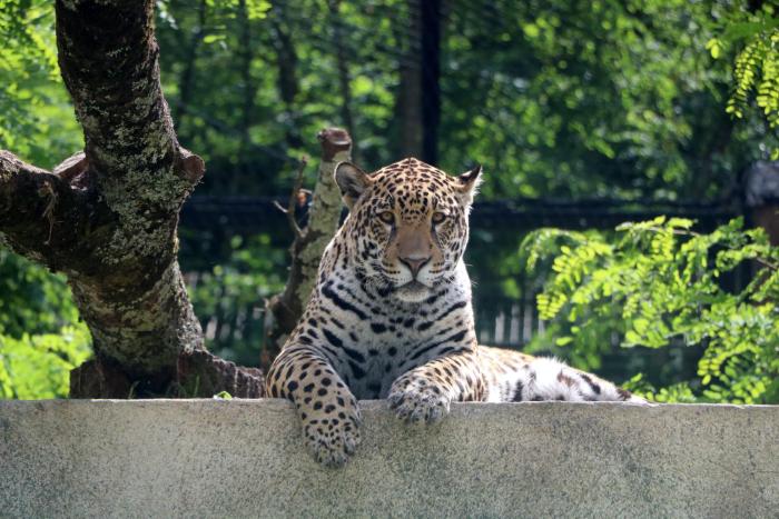 night experience by zoo bordeaux pessac
