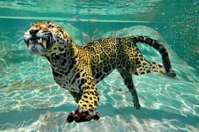 night experience by zoo bordeaux pessac
