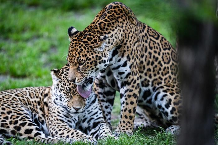 night experience by zoo bordeaux pessac