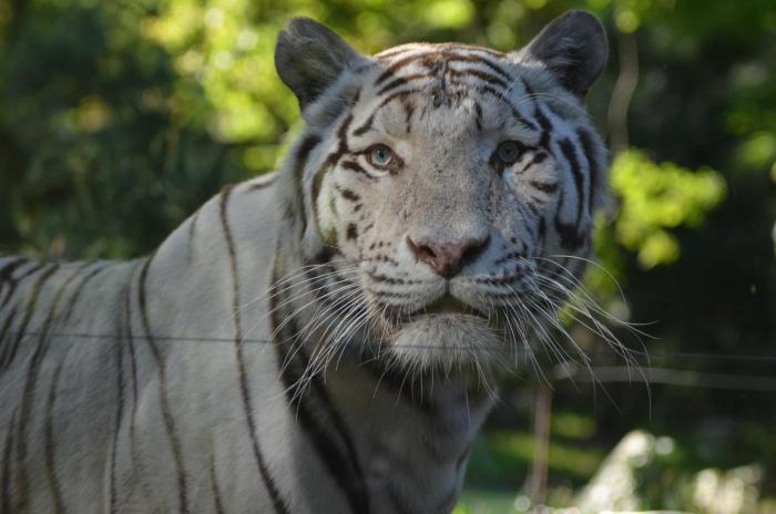 night experience by zoo bordeaux pessac
