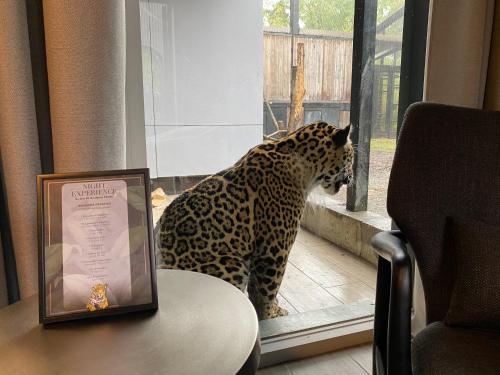 night experience by zoo bordeaux pessac