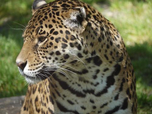 night experience by zoo bordeaux pessac