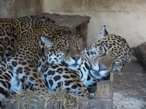 night experience by zoo bordeaux pessac