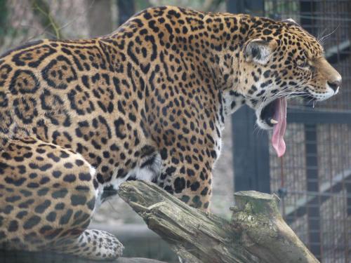 night experience by zoo bordeaux pessac