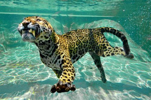 night experience by zoo bordeaux pessac