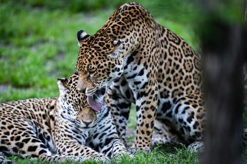 night experience by zoo bordeaux pessac