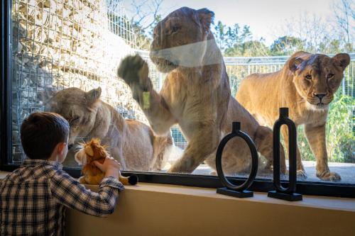 night experience by zoo bordeaux pessac