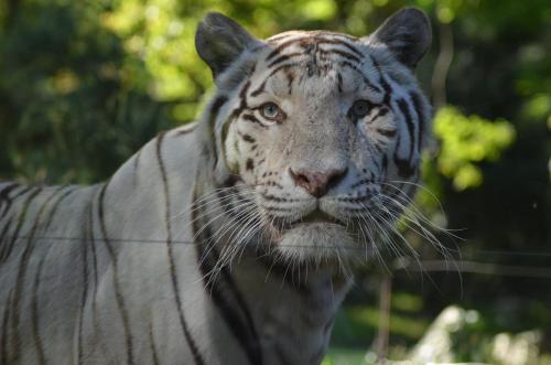 night experience by zoo bordeaux pessac