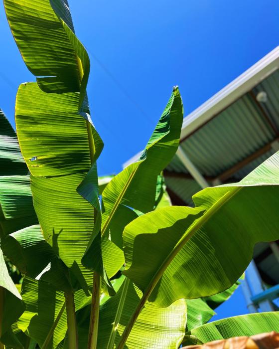bocas del toro
