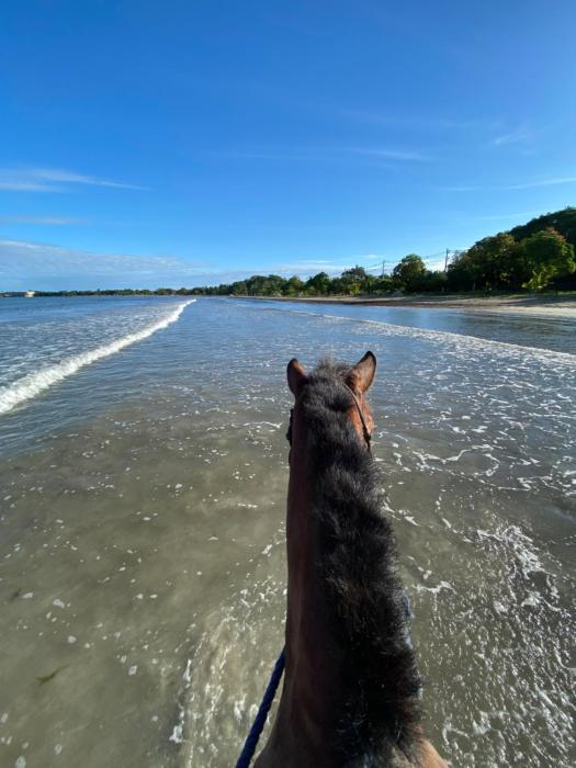 bocas del toro