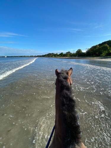 bocas del toro