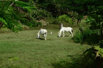the moon rabbit resort pai