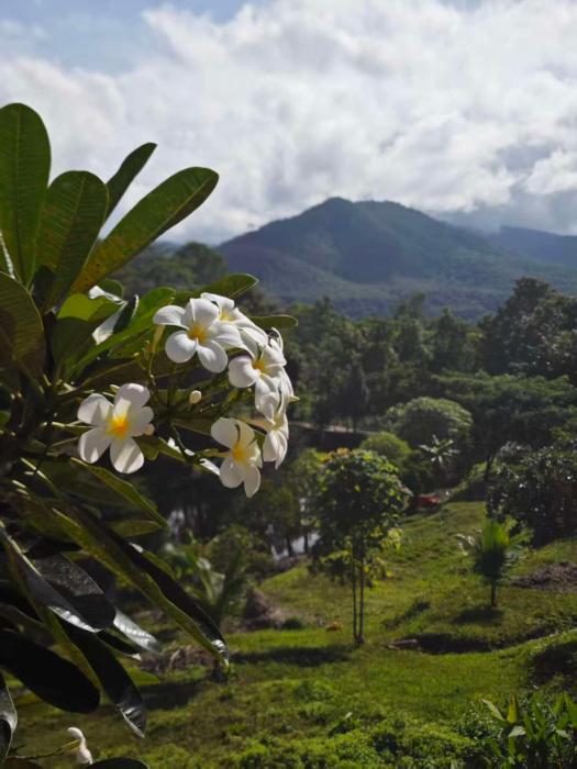 the moon rabbit resort pai