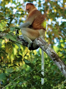 Borneo Nature Lodge 2,,4 star