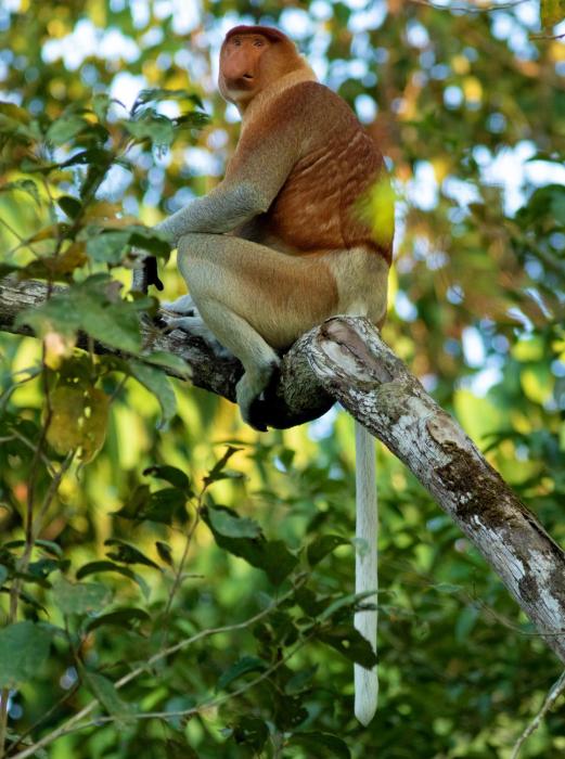 borneo nature lodge 2