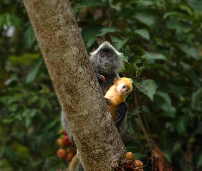 borneo nature lodge 2