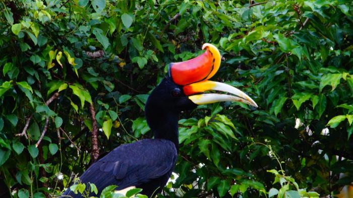 borneo nature lodge 2