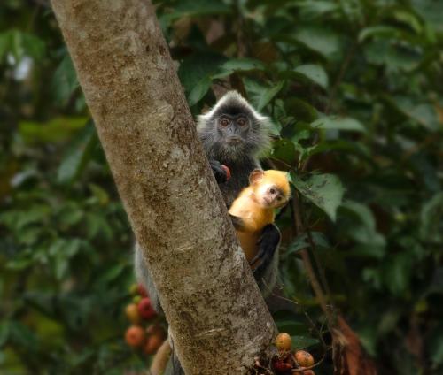 borneo nature lodge 2