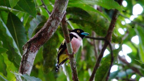 borneo nature lodge 2