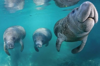 The Happy Haven Near Manatee Tours,,4 star