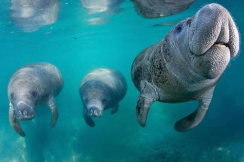the happy haven near manatee tours
