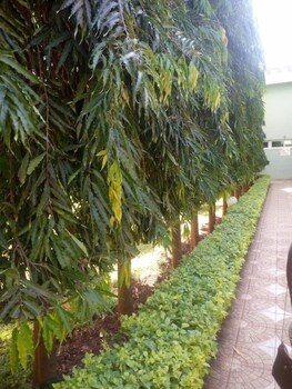 palm oasis resort garissa