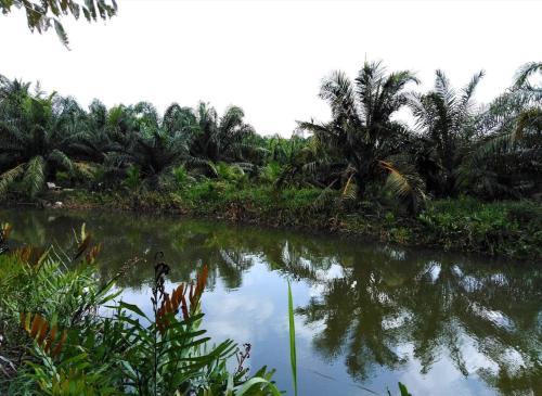 krasom homestay