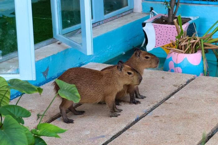 casa de capybara