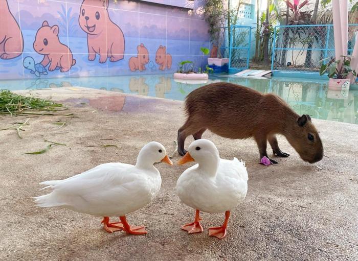 casa de capybara