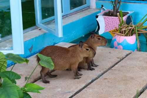 Casa De Capybara,,3 star