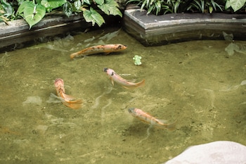 barong retreat villa ubud with hammock terrace garden and koi pond