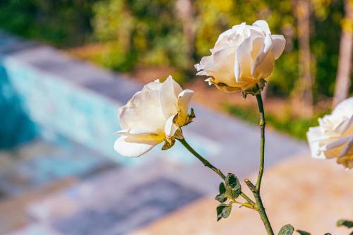 kasbah la moun luxury riad and spa