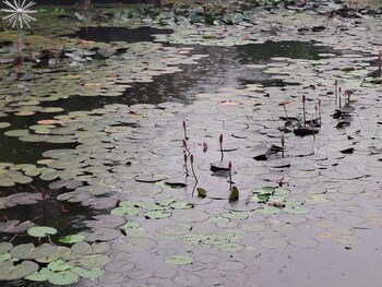 pabna sadar
