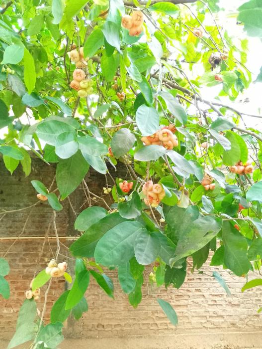 crush river villa hikkaduwa