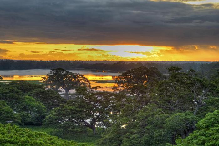 rain tree by oak ray