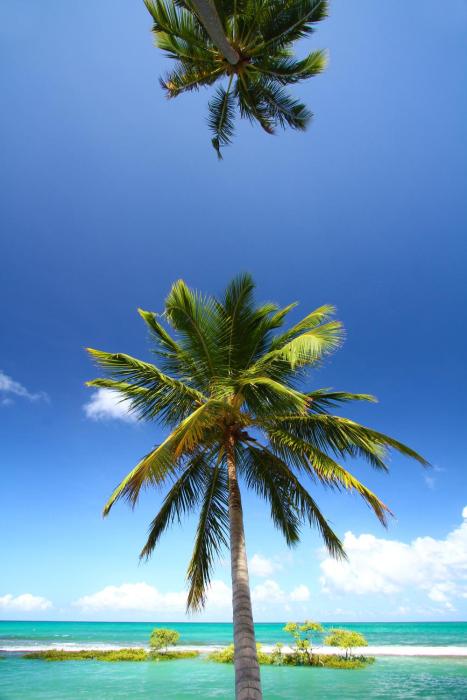 pontal dos carneiros beach bungalows
