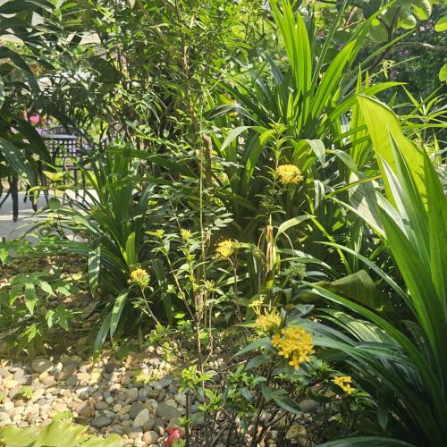 champa phan boutique hotel