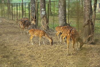 matir maya eco resort gazipur