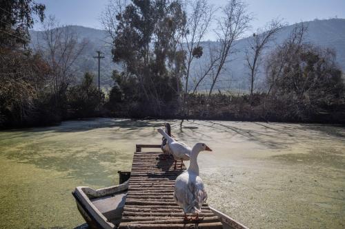 lodge los naranjos de mallarauco